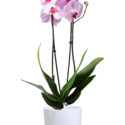 Pink Orchid